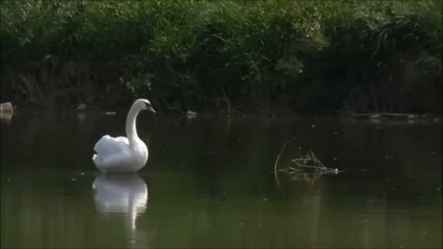 Кыр казлары