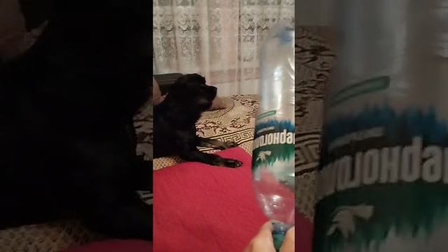 VID-20250127-WA0001.mp4