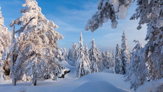 Красота зимнего леса