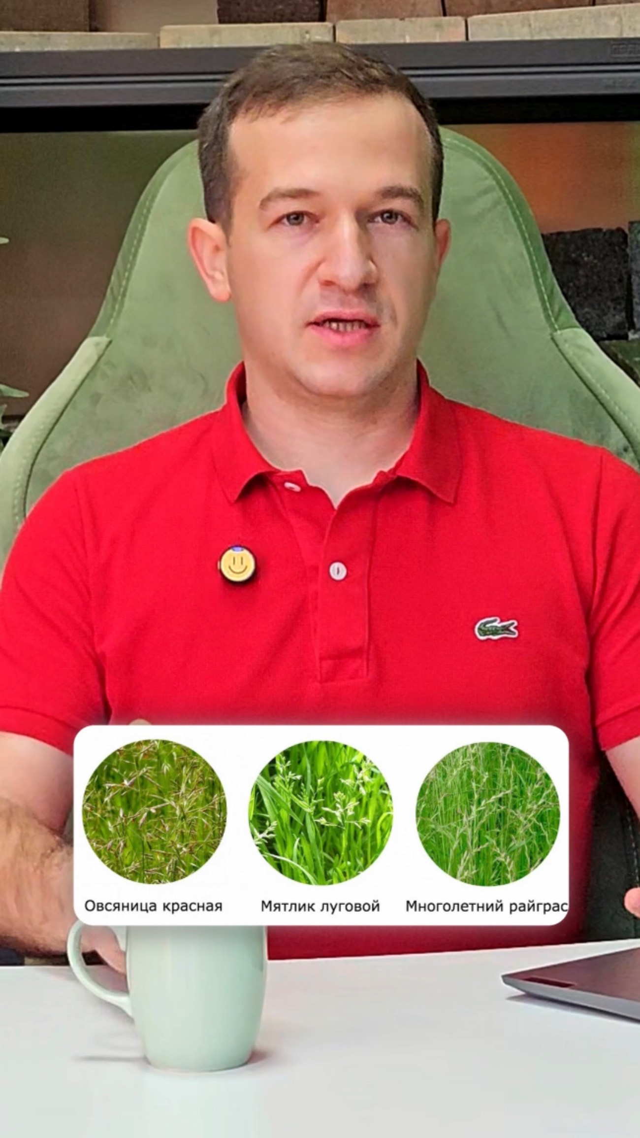 Состав посевного газона🌱🌾