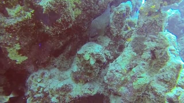 Dive Marsa Alam Port Ghalib Emperor Divers housereef