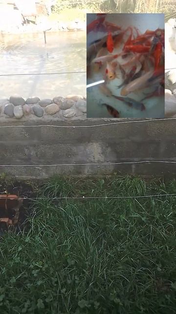 кои кометы #shorts #рыбалка #fishing #fish