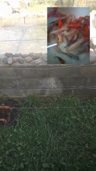 кои кометы #shorts #рыбалка #fishing #fish