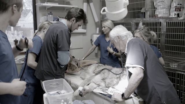 Los tres doctores Henderson operarán a una loba | Familia de Veterinarios | Animal Planet