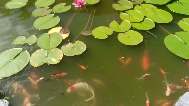 кометы