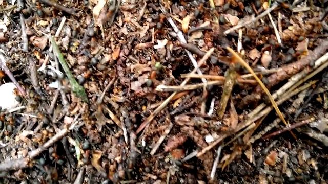 Ant Empire / Муравьиная империя.