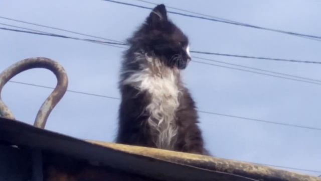 Кот Космос(3)