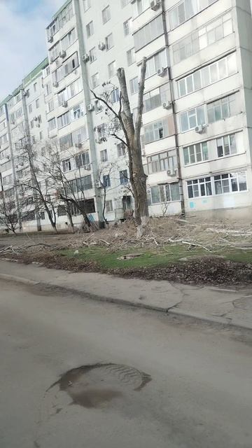 У нас городе Волгодонске спиомваюби деревья