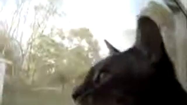 Как говорят коты с другой планеты
