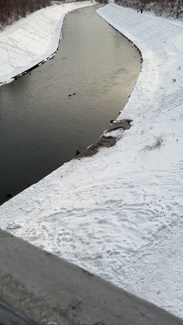 Утки в городе