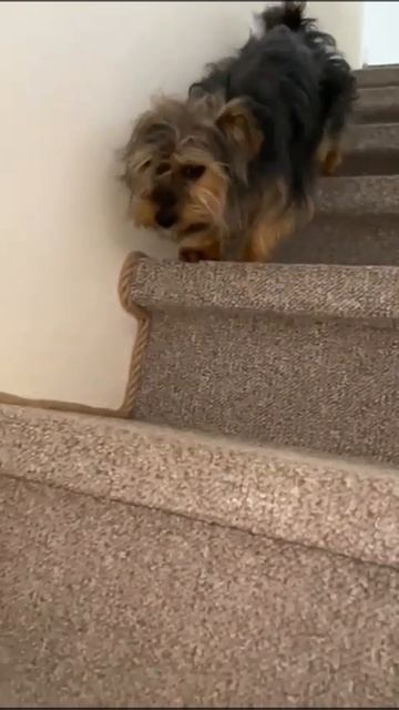 По ступенькам. Йорк Тоби/On the steps.  York Toby #dogs #yorkshire #animals