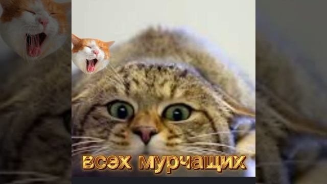 котики💛