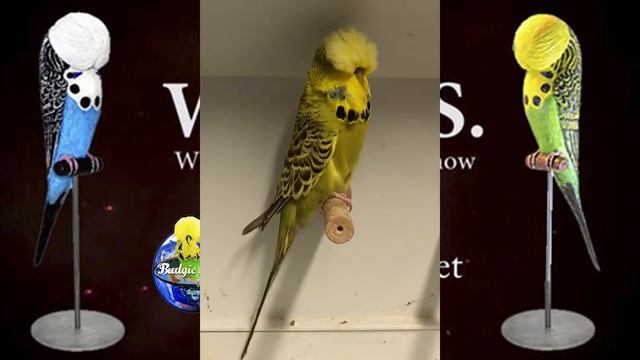 World Online Budgie Show inscription 33 WOBS Budgie Planet 2021