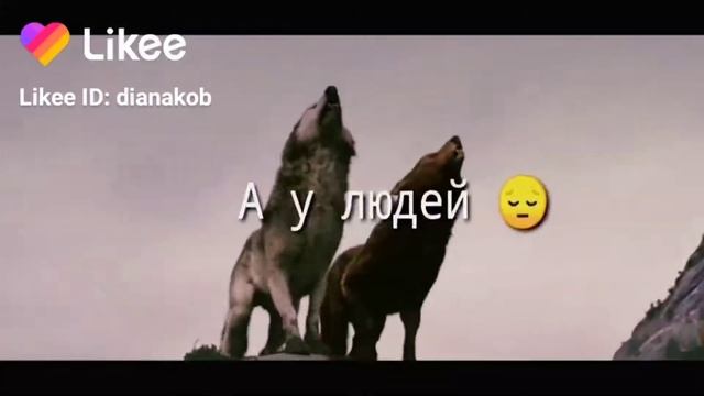 Сумерки. У волков такой закон...