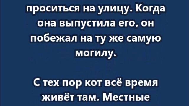 В Дагестане кот уже больше 7 лет живет на могиле своего хозяина