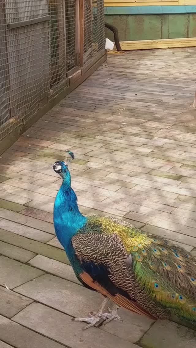 Красавцы ! Это надо слышать 😍