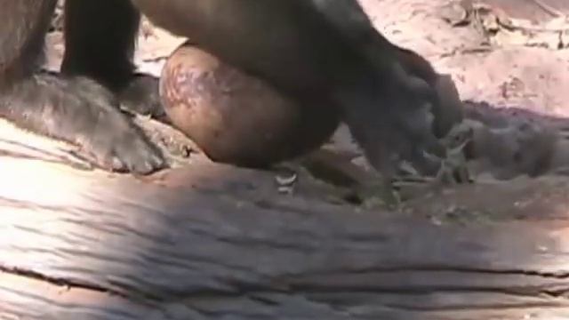 Wild monkeys wield heavy rocks to crack nuts