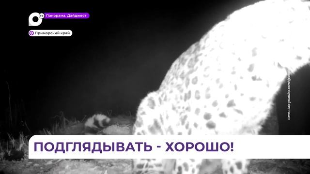 Молодая самка леопарда обнаружила фотоловушку в нацпарке «Земля леопарда»