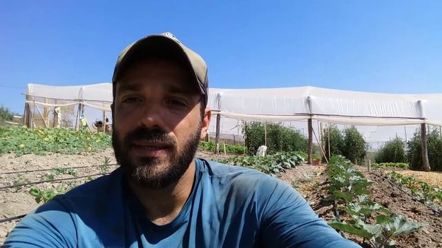 Calcário e Fósforo juntos! Não cometa esse erro!!!!