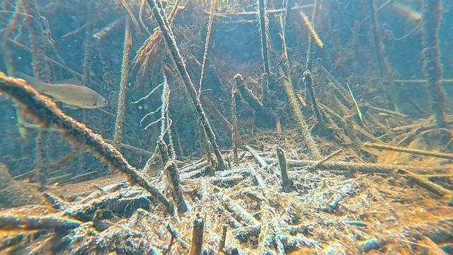 Обитатели озера. Подводная съёмка карася.