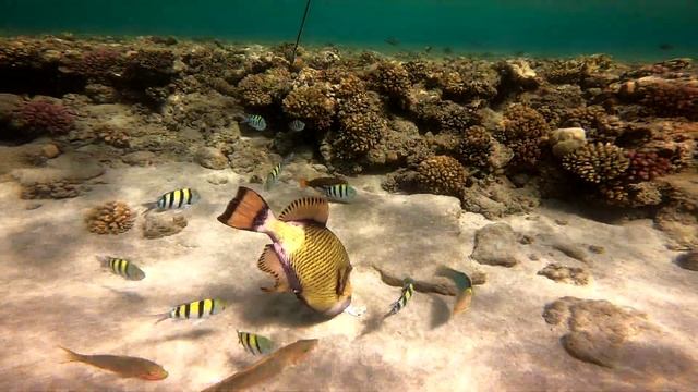 Marsa Alam Abu Dabbab 2021