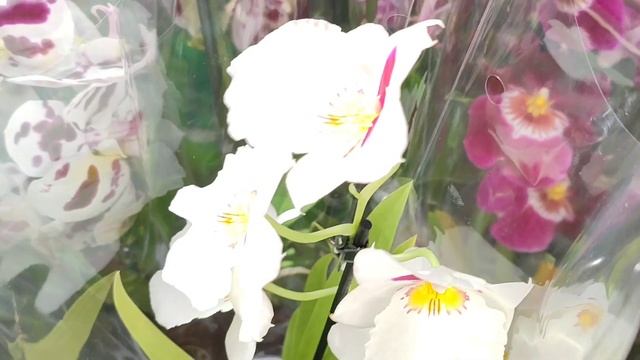 05.03.24.Планета лета🌺