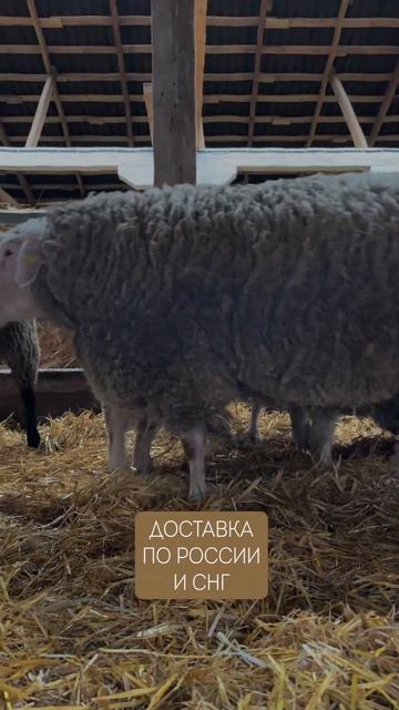 Элитные породы овец в России!