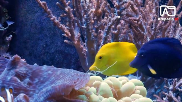 Ikan hias aquarium berwarna kuning cantik - Ikan Yellow Tang