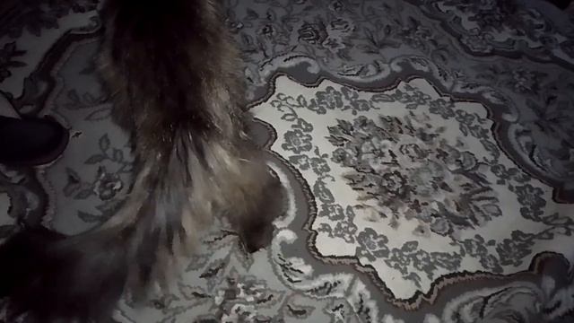 Кот Марс. Забавные ночные выражения.