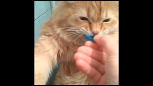 Рони, Дарса, пробка и ракета