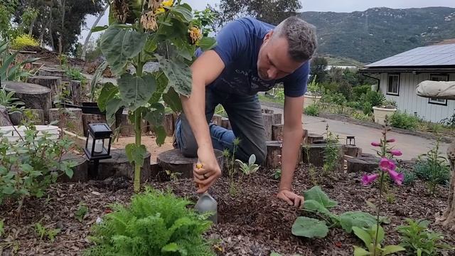 Planting Cosmos Seeds and Plants