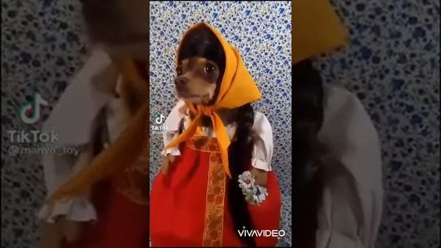 Веселое собачье дефиле