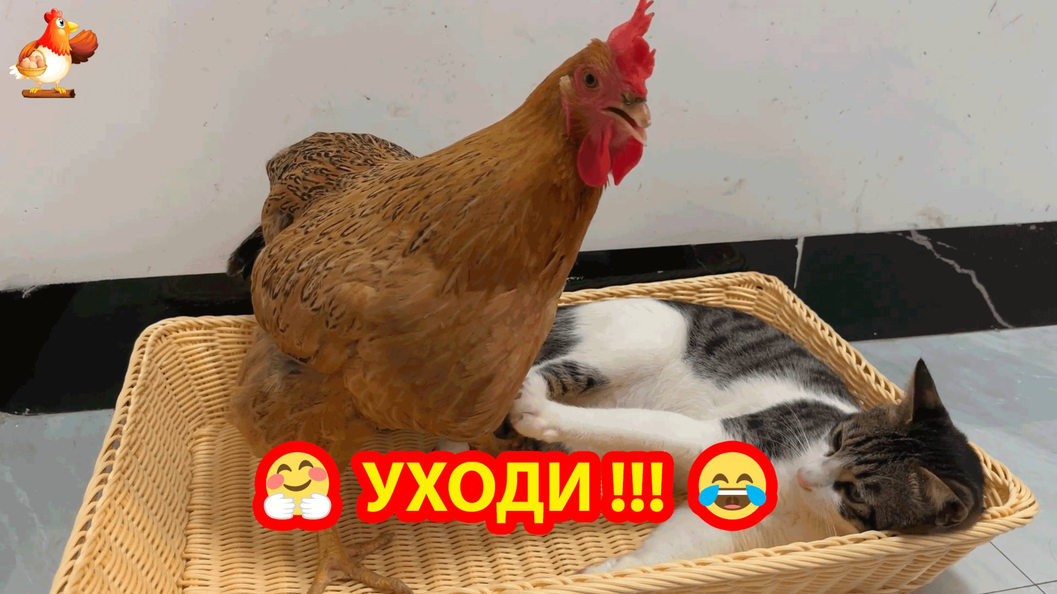 Кот прогоняет Курицу из корзинки 😹🤗😂 У всех должно быть свое место 😍