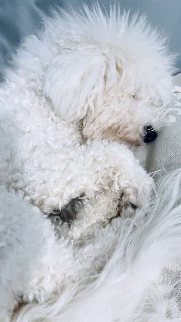 Что ей сниться ?