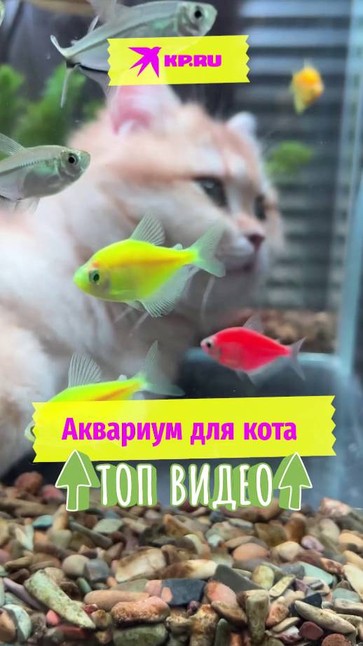 Аквариум для кота