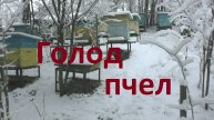 Водяной голод пчел