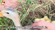 Утка и Утята – мир нежных эмоций 🦆🤗❣️часть (9)