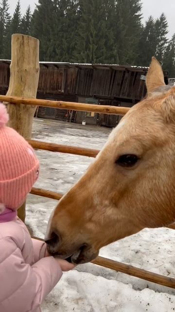 На днях мы с дошколятами из социального приюта посетили Заповедник северных оленей "Лесная Избушка"