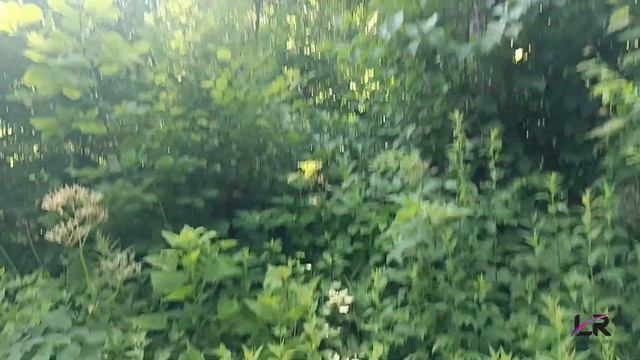 02 07 2023 Наши велоприключения по дороге на Большую Филипповку о. Русский