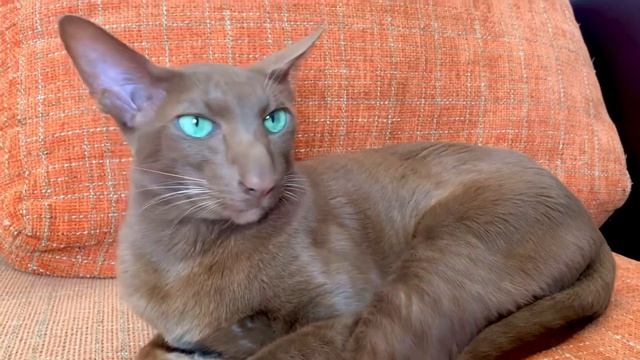 Amazing eyes of Oriental cat Uran.
