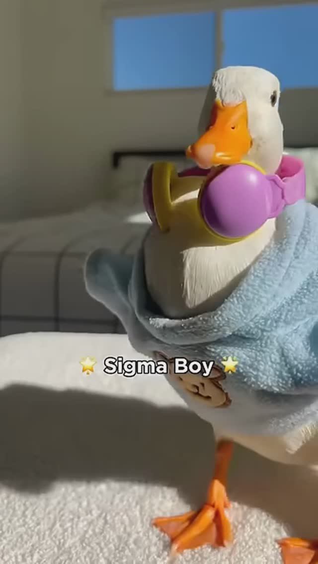 Sigma Boy #рекомендации #юмор #прикол #весело #смешное видео