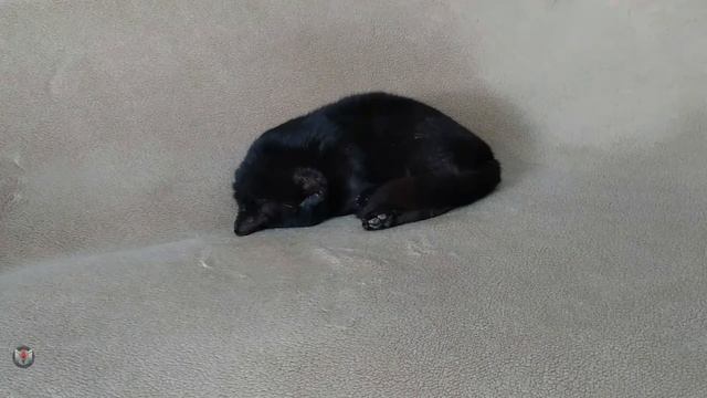 Sleeping cat. After night chase