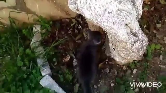 Марсик играет на улице. Марс изучает улицу.