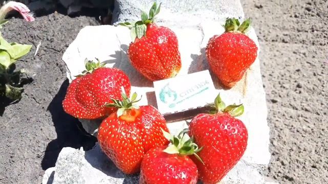 🍓Сорт"Азия" и "Хоней" превосходный вкус и транспортабельность.👍 Съёмка 07 июня 2021г.