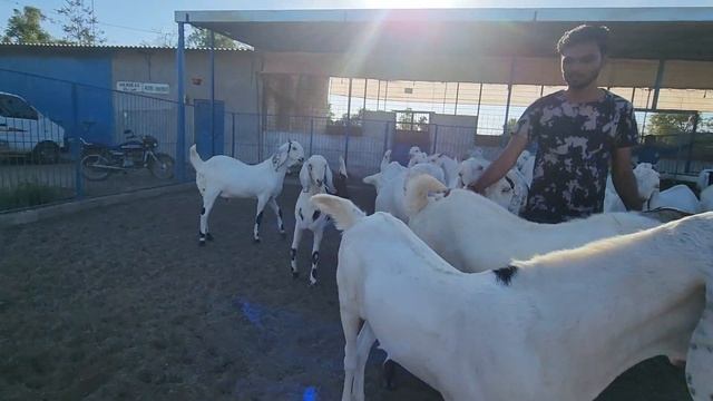 Bakro Ka Weight Gain | Leke Rakho Tyaari Pe | Ajwa Goat Farm.