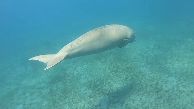 2010/05/10 Highlights of last diving day with Extadivers Fayrouz (Egypt - Marsa Alam)