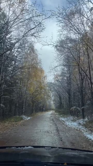 Первый снег в лесу осенью
