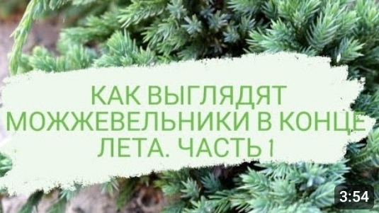 КАК ВЫГЛЯДЯТ МОЖЖЕВЕЛЬНИКИ В КОНЦЕ ЛЕТА 28.08.2022 г. ЧАСТЬ 1