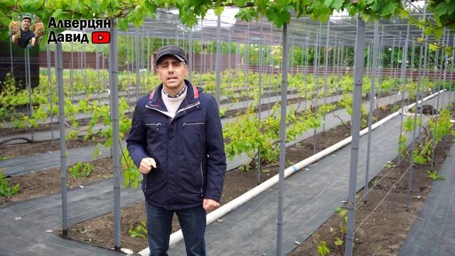Как защитить виноградник от возвратных заморозков? 🥶