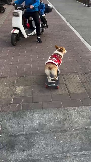 Собака на скейте прикол